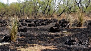 Los efectos nocivos de la quema de pastizales en la zona de humedales