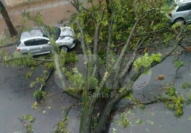 Tanya envió esta foto de Avellaneda y Balcarce. Otro árbol caído.