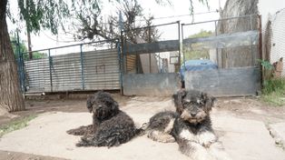 Los dos perros de Sergio Benítez custodian el lugar donde su dueño cayó asesinado en Villa Gobernador Gálvez.