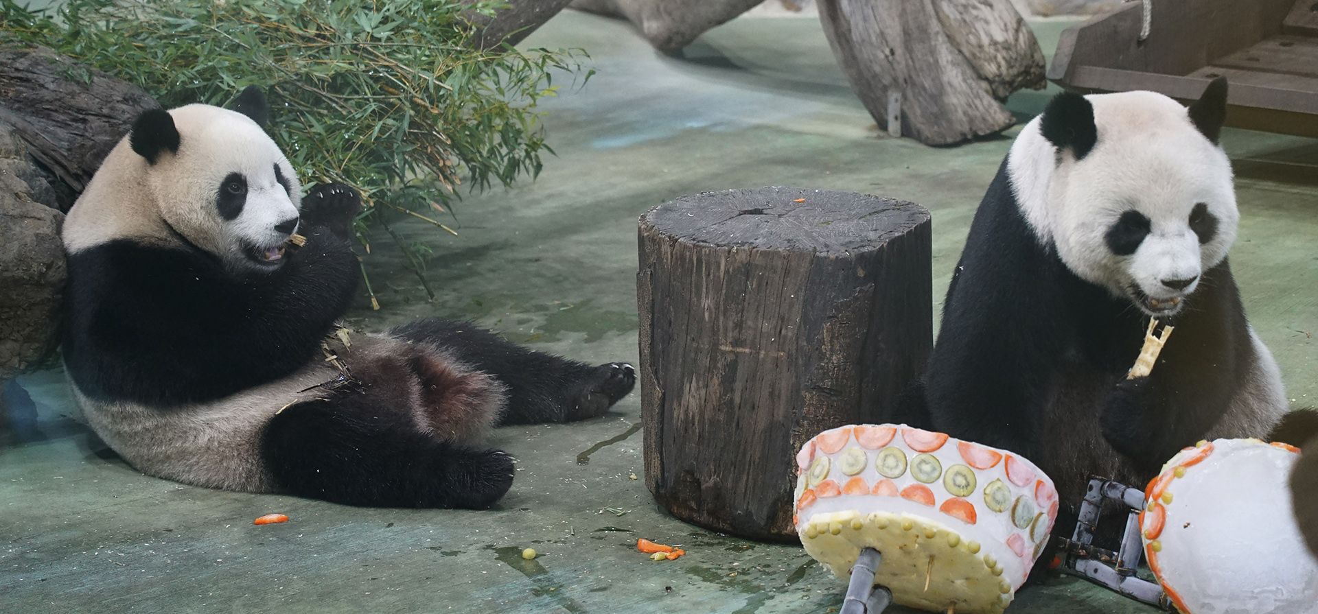 En esta foto publicada por el Zoológico de Taipei, los pandas gigantes Tuan Tuan y Yuan Yuan se ven cerca de su pastel de cumpleaños para conmemorar su cumpleaños número 18 en el Zoológico de Taipei, Taiwán, el martes 30 de agosto de 2022.