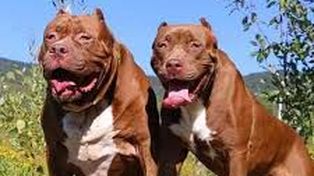Pitbulls. El dueño conocía la peligrosidad de sus perros, que ya habían atacado a otras personas y a canes, pero no le importó.