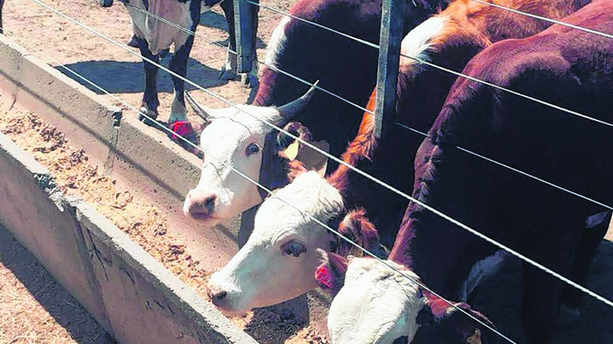 Los feedlots tienen un stock récord, pero cae la salida de hacienda