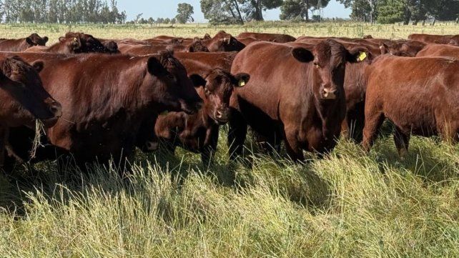 La Sociedad Rural de Santa Fe apoya que el aporte al IPCVA sea voluntario