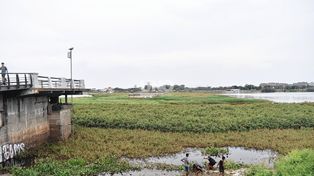 Una muralla de vegetación acuática cruza de lado a lado la laguna Setúbal