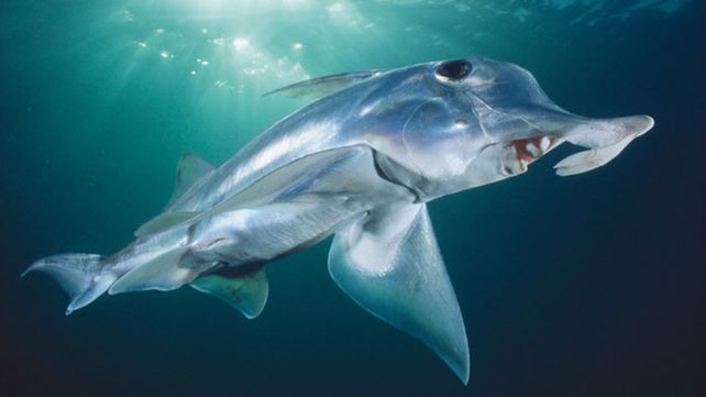 Graban por primera vez a un misterioso tiburón fantasma
