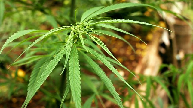 El Gobierno creó una dirección nacional para estudiar el Cannabis
