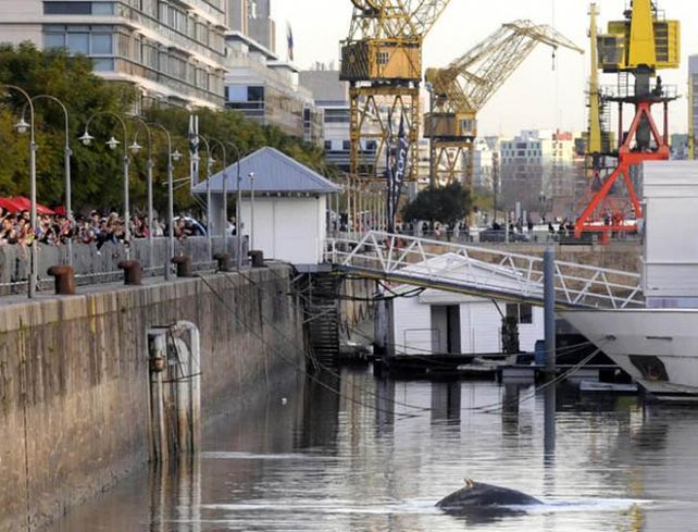 El operativo para la conducir la ballena a aguas abiertas continuaba.