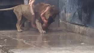 Mataron a dos leones para salvar a un suicida en un zoológico de Santiago de Chile