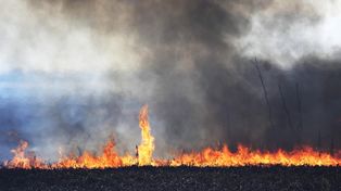 Incendios: Cabandié pidió a la Corte que haya más celeridad de la Justicia de Paraná 