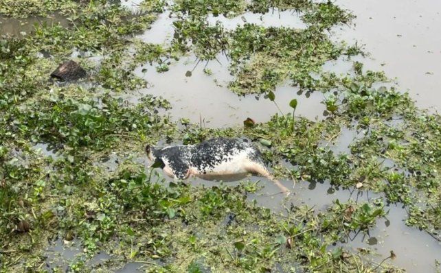 Trabajadores del Puerto de Santa Fe encontraron una vaca muerta flotando en el agua. El animal fue hallado el martes 28 de julio de 2026 en el Dique 1.