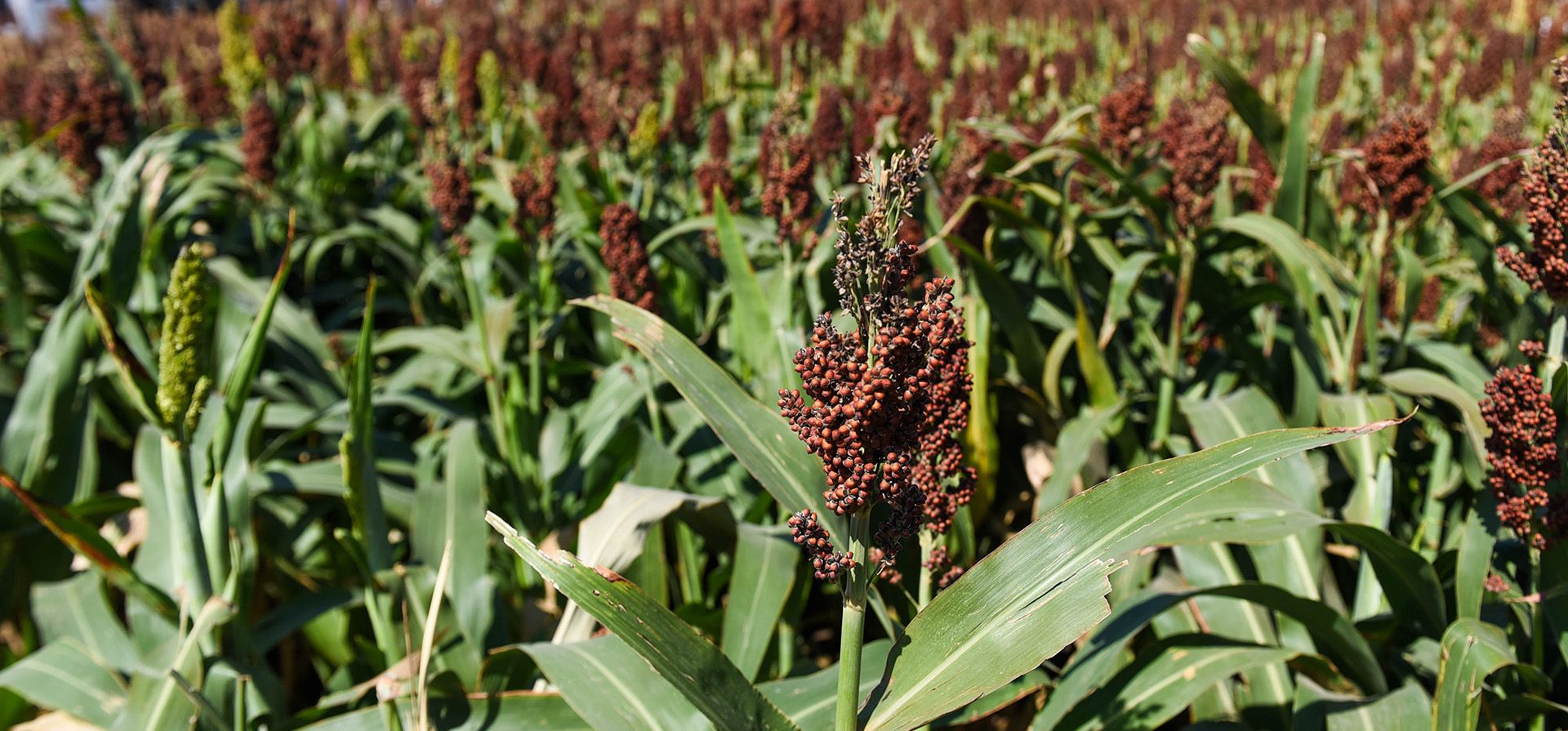 La oferta semillera fue uno de los atractivos de la muestra.