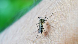 El mosquito Aedes aegypti es el transmisor. En este contagio aún no se determinó si es autóctono o si fue en un viaje.