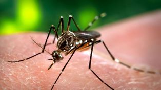 Virus Zika: advierten a mujeres embarazas que viajen a Brasil