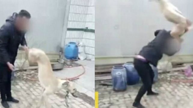 Apostó por su galgo, perdió la carrera y lo golpeó hasta matarlo