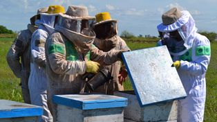 La provincia es líder de exportaciones argentinas de miel a granel