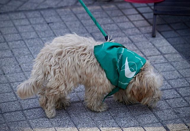 Pañuelazo verde: la plaza San Martín fue epicentro de la multitudinaria vigilia en apoyo al aborto legal 