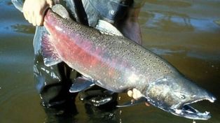 Peces migrantes en el río Paraná: aparecieron salmones del Pacífico cerca de Rosario