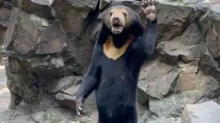 El oso malayo del zoológico de China que se volvió viral: ¿animal o humano disfrazado?