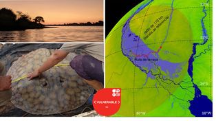 La sorpresa llegó desde el fondo del Paraná: una raya gigante recorrió 170 kilómetros y sorprendió a investigadores del Conicet