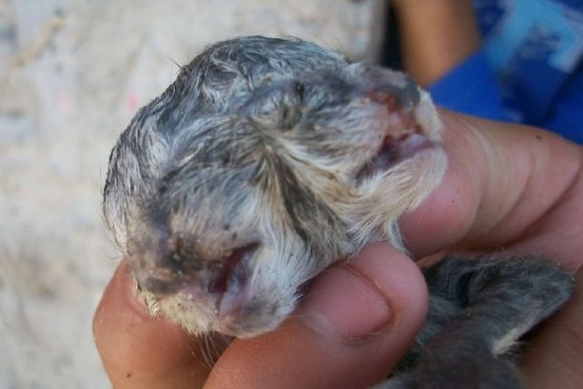 Nació un gato con dos caras en Entre Ríos y analizan las causas