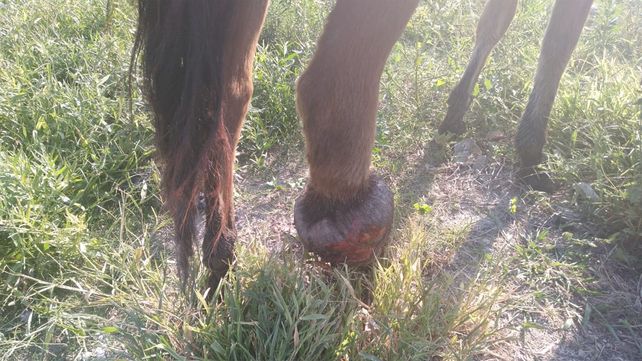 Rescataron una yegua que ya no podía caminar por una infección en una pata