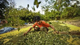 Bolivia defiende ampliación de área de cultivo de coca