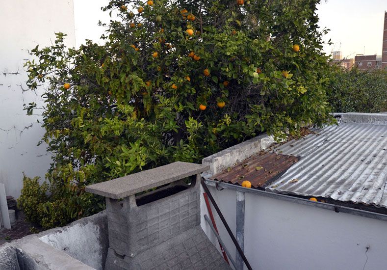 Los árboles frutales crecen hasta en las macetas del patio