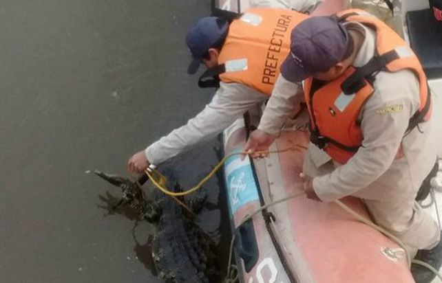 Prefectura rescató a un yacaré que estaba nadando en la zona del puerto santafesino