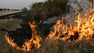 Los incendios en la zona de islas sobre el Paraná sigue causando estragos.