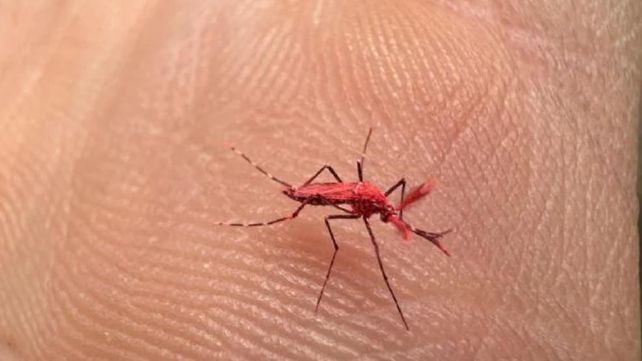 El mosquito rojo flúo liberado en Mendoza para combatir el dengue