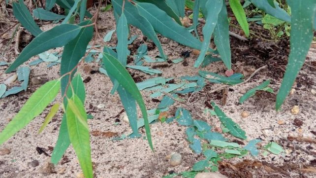 Estudian el manejo de hormigas cortadoras en plantaciones forestales