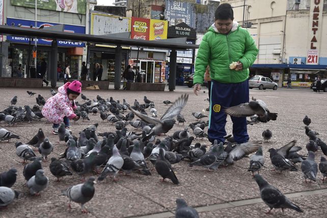 La proliferación de palomas se ha convertido en un dolor de cabeza para los rosarinos