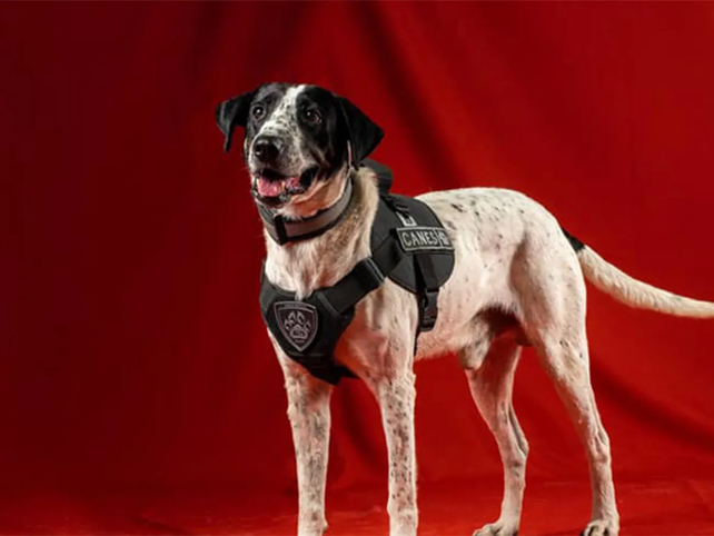 Se retira Falopa, el perro que se hizo famoso por hallar personas desparecidas