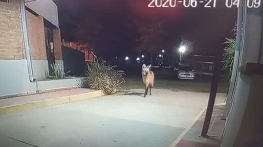 Un aguará guazú apareció en la puerta de un country