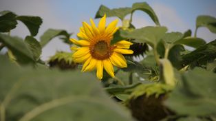 Situación. El girasol se quedó sin reintegros a la exportación.