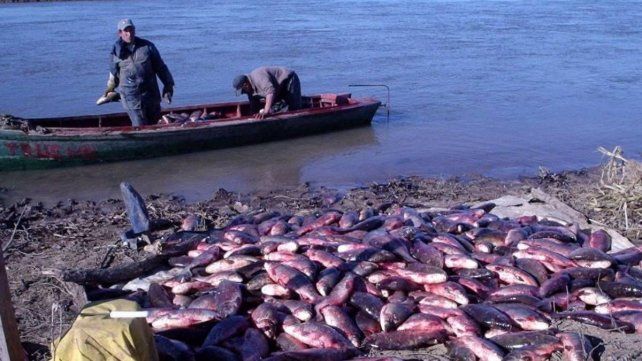 El río Paraná sin fuerza&nbsp; vital y sin peces maduros alerta por su cauce perdido