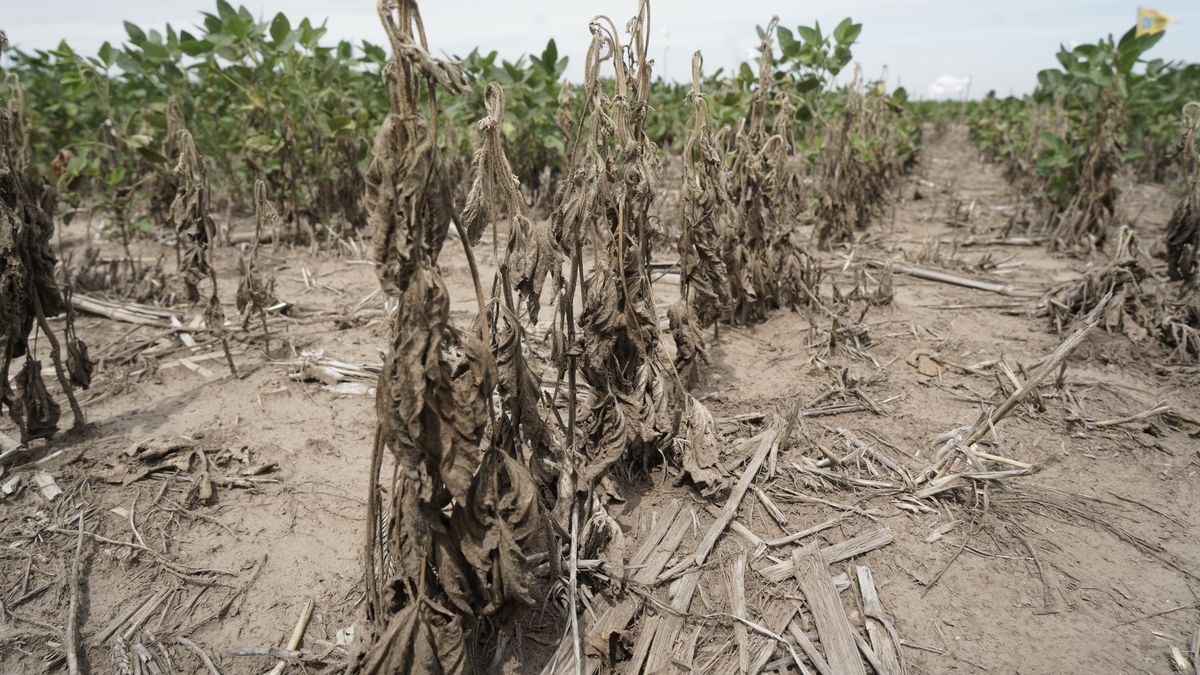 La economía de Santa Fe cayó 7,5% en septiembre por efecto de la sequía