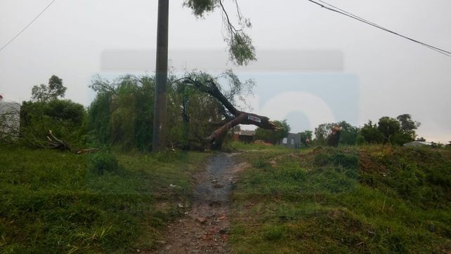 Temporal: casi la mata un árbol que se le cayó encima