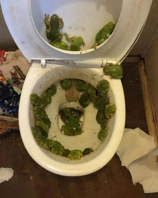 ¡Levantó la tapa del inodoro y encontró 40 ranas!