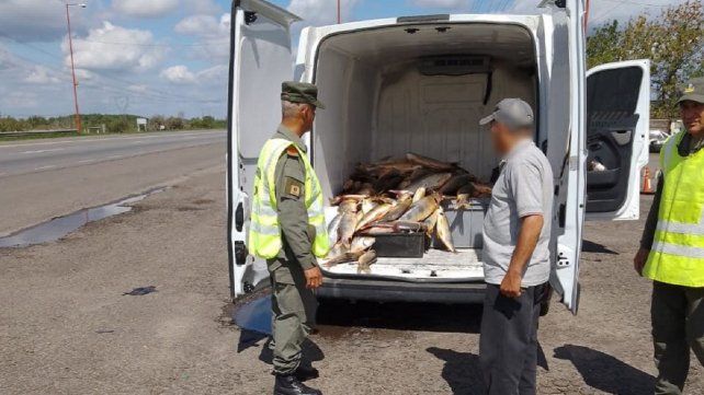 Trasladaban 411 pescados eviscerados sin documentación