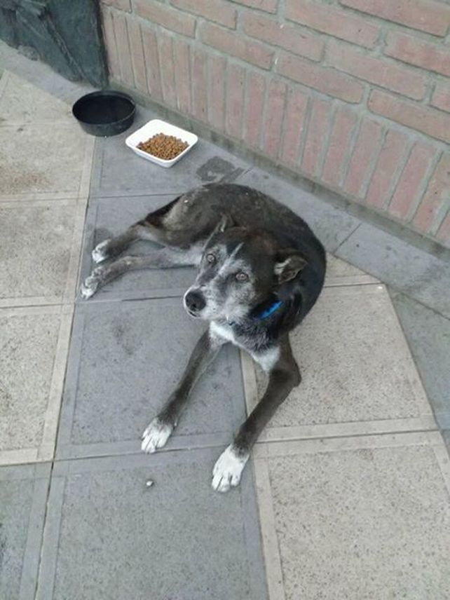 Willy, el perro callejero de Candioti Sur que busca una familia