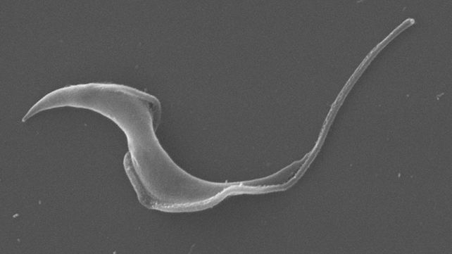 Conicet: herramienta bioinformática permite estudiar genoma del parásito que produce el chagas