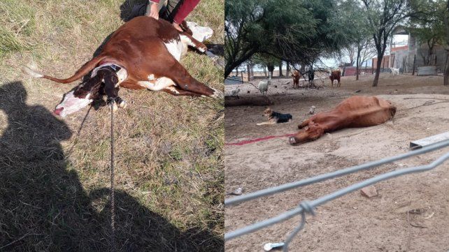 Sequía en el norte: tras el planteo de productores, provincia describió la situación y confirmó mayor asistencia