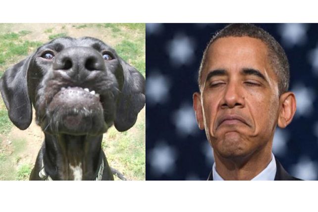 Personas, animales y objetos que son similares entre sí