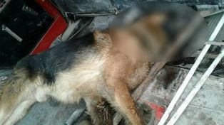 Un perro salvó la vida de su dueña en medio de un asalto, ella lo abandonó y desató un escándalo