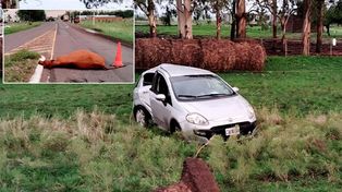 Un camión chocó y mató un vacuno en ruta 20. Un auto que trató de esquivar el animal chocó contra una columna. Ocurrió en Basavilbaso