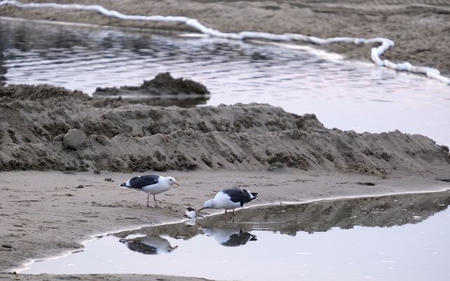 Dos gaviotas se comen un pez muerto después de un derrame de petróleo en Huntington Beach, California. Un gran derrame de petróleo frente a la costa del sur de California contaminó playas y mató a la vida silvestre.