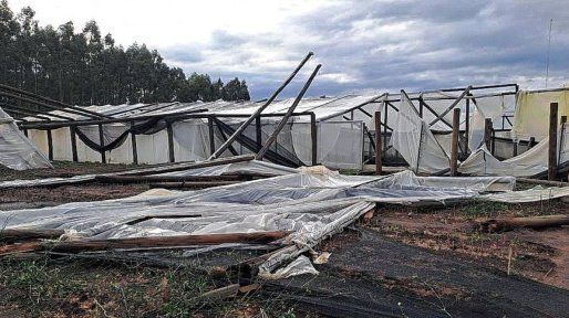 Temporal en La Criolla: a los viveros les llevará meses poder recuperarse