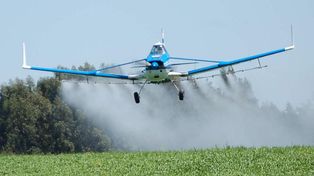 Limitan fumigaciones con 2,4 D