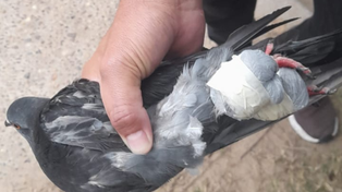 Paloma mensajera con dosis de marihuana en las patitas que apareció sobre una de las garitas perimetrales de la cárcel de Coronda.&nbsp;